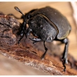 Dorcus parallelipipedus