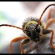 Clytus arietis