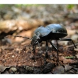 Carabus glabratus