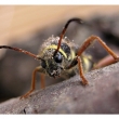 Clytus arietis