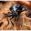 Carabus violaceus