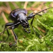 Carabus violaceus