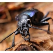 Carabus violaceus